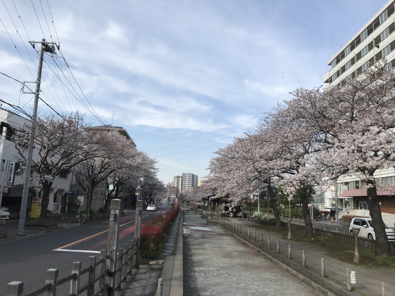 亀有ホームの近くの、桜が咲いた並木道